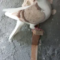 راست مشکی