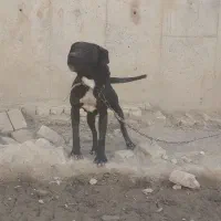 سگ ماده پیت پول