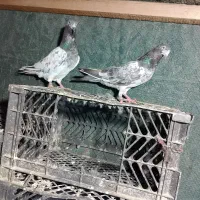 تیدیی چینا|پرنده|چابهار, |دیوار