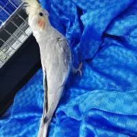عروس هلندی