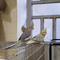 عروس هلندی آرام