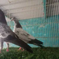 پاکستانی عالی و درجه یک|پرنده|بندرعباس, |دیوار