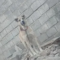 سگ سرابی|سگ|باسمنج, |دیوار