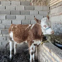 گوساله ماده|حیوانات مزرعه|نگین شهر, |دیوار