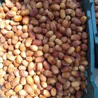 قصب زاهدی از باغات شهرستان فراشبند فارس