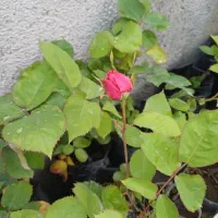 گل رز|گل و گیاه طبیعی|خوی, |دیوار