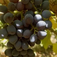 انواع نهال انگور پر ریشه