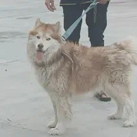 سگ نرمالاموت یکساله ونیم نر