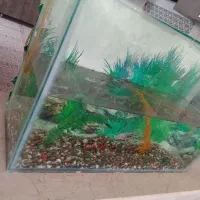 آکواریوم دست سازقیمت ۱میلیون|ماهی|آباده, |دیوار