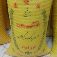 برنج هاشمی کشت دوم آستانه اشرفیه گیلان