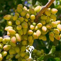 پایه پسته