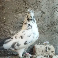 ماده چلچله کاکلی و نر فولادی|پرنده|آران و بیدگل, |دیوار