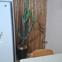 کاکتوس افوربیا بزرگ