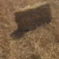 کاه و کلش گندم ابی درجه ۱