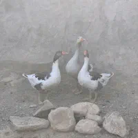 فروش سه عدد غاز بالغ
