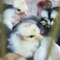 جوجه گردن لخت۱۵روزه