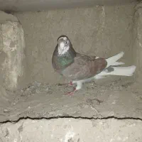 کفتر|پرنده|قلقل رود, |دیوار