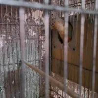 گرینجیک. طوطی کتوله. کبوتر|پرنده|زرند, |دیوار