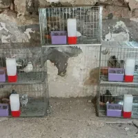 کبوتر|پرنده|مسجد سلیمان, |دیوار