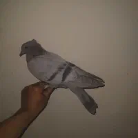 فروشی|کیف، کفش، کمربند|بم, |دیوار