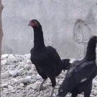 مرغ محلی به فروش  میرسد|حیوانات مزرعه|میناب, |دیوار