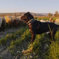 سگ گله ای سرابی