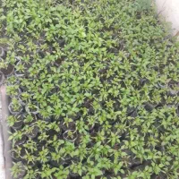 فروش نشا فلفل سوزنی ، گوجه گیلاسی و فرنگی ، خیار