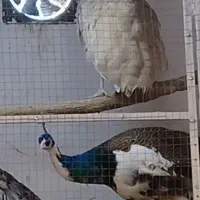 طاووس نر و ماده هندی .مصری.ابلغ