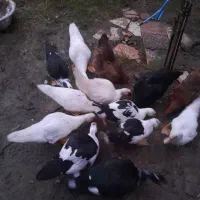 اردک اسرائیلی نر و ماده