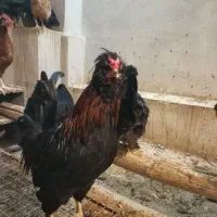 جوجه سلطان و جوجه محلی|حیوانات مزرعه|یزد, |دیوار