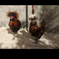 جفت لهستانی بالغ