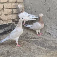 جفتگاه سار با جوجه گراف ماده|پرنده|مشهد, هفده شهریور|دیوار