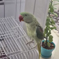 شاه طوطی