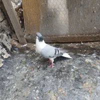 سبزپشت کاکلی ماده