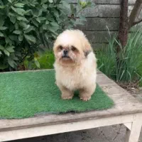 شیتزو سوپر فلت نر