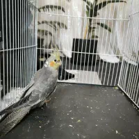 عروس هلندی|پرنده|مشهد, فاطمیه|دیوار