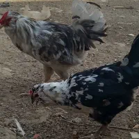 تعدادی مرغ وخروس گلین طوسی کاکلی پنگوئنی|حیوانات مزرعه|چهارباغ, |دیوار