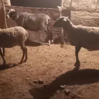 فروش گوسفند