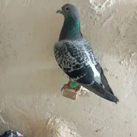 پلنگ سبز. سفید. مگس سه کفترنر