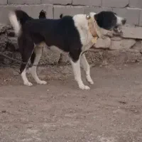 قدرجونی|سگ|تهران, شهرک ولیعصر شمالی|دیوار