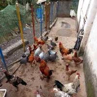 مرغ شاخدار|حیوانات مزرعه|رحیمآباد, |دیوار