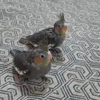 عروس هلندی ۵ ماهه|پرنده|جهرم, |دیوار