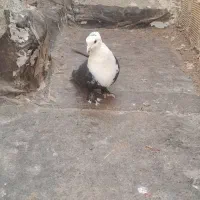 کبوتر|پرنده|چناران, |دیوار