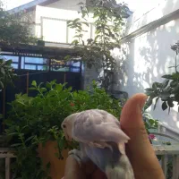 جوجه طوطی ۳ماهه  دستی و بسیار آرام