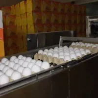 تخم مرغ عمده