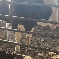 گوساله نر برای کشتار ی۸۰۰ کیلویی هرکی میخاد|حیوانات مزرعه|تفرش, |دیوار