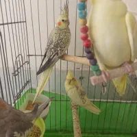عروس هلندی آلبینو|پرنده|کرج, اسدآباد|دیوار