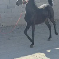 کره ماده مشکی ۱۴ماهه از خط خونی بهترین اسب کرد