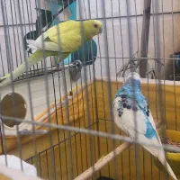 یکجفت نر وماده مرغ عشق که تخم هم داره|پرنده|فردیس, قریشی|دیوار