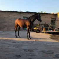 فروش مادیان یکسرعرب مدارک کامل میکروچیپ